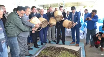 Aydın'da Zeytin ve Zeytinyağı Hasat Sezonu Başladı