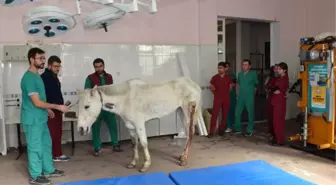 Konya'da Tüfekle Vurulan Ata Tedavi