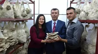 Köyünde Kaldı, Aldığı Hibeyle Mantar Üretim Tesisi Kurdu