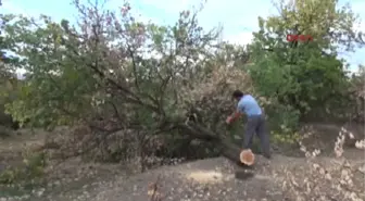 Malatya Kayısı Para Etmeyince Ağaç Kesimleri Başladı