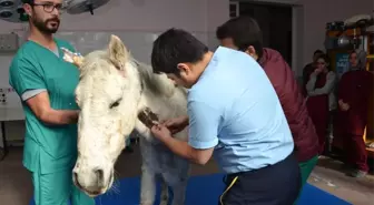 Silahla Vurularak Yaralanan At, Selçuk Üniversitesinde Rehabilite Ediliyor
