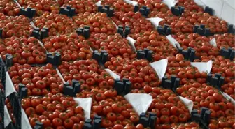 Türk Domatesine Rakip Çıktı!