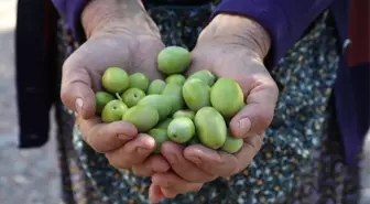 Urla'da Neşeli Zeytin Hasadı