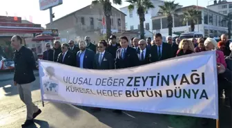 13. Ayvalık Zeytin Hasat Günleri 'Zeytine Minnet' Yürüyüşü ve Açılış Seremonisiyle Başladı