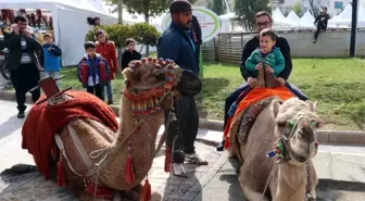 Gaziantep Şehir Merkezindeki Develere Büyük İlgi