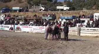 Germencik'te Boğa Güreşleri