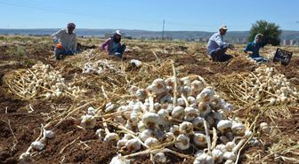 Türkiye'den Rusya'ya İlaç Sanayisinde Kullanılmak Üzere İlk Kez Sarımsak İhraç Edildi