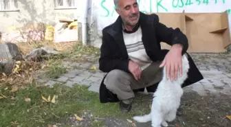 Ağrılı Vatandaş Gözü Kör Olan Kedi İçin Yardım Bekliyor