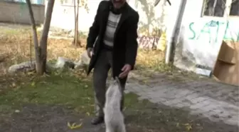 Ağrılı Vatandaş Gözü Kör Olan Kedi İçin Yardım Bekliyor