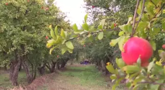 İnhisar Narında Hasat Heyecanı