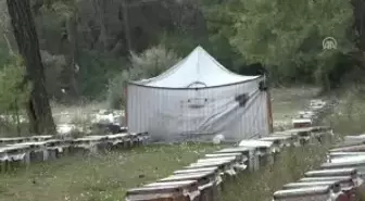 Çam Balında Hasat Yüzleri Güldürdü