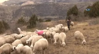 Dedenin Torununa Hediye Ettiği Kuzu, Sürü Sahibi Yaptı