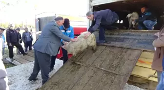 Simavlı Genç Çiftçilere Küçükbaş Hayvan Dağıtıldı