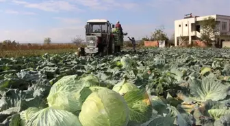 Bafra Ovası'nda Lahana Hasadına Başlandı