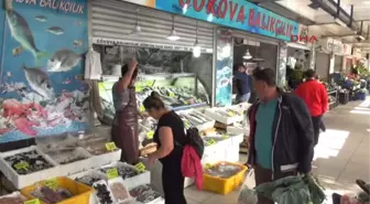 Marmaris'te Balon Balığı Artışı Tedirginlik Yarattı