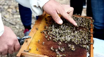 Anavarza Bal, Gençlere 'Arı Sevgisi' Aşılıyor