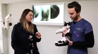Bolu'da Av Tüfeği ile Vurulan 3 Kedi Yaralandı, 1 Köpek Telef Oldu