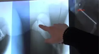 Bolu'da Av Tüfeği ile Vurulan 3 Kedi Yaralandı, 1 Köpek Telef Oldu