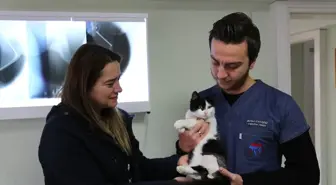 Bolu'da Sokak Hayvanlarının Havalı Tüfekle Vurulduğu İddiası