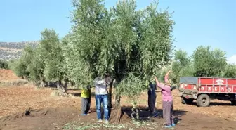 Zeytinde Erken Hasat Uyarısı