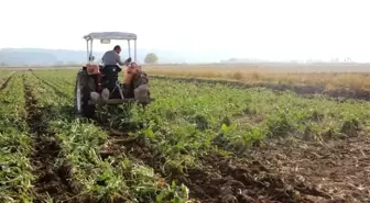 Iğdır'da Şeker Pancarı Hasadı