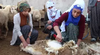 Elazığlı Kadınlar, Erkeklerin Elinden Koyun Kırkma İşini Aldı