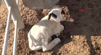 Niğde Üniversite Hayvancılığı Bırakan Köylülere Koyun Dağıttı