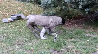 Şanslı'nın Şansı...felçli Olan 'Şanslı' Tedavi İçin İstanbul'a Gönderilecek