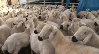 Yaylaların Berberi' Projesiyle Kadınlar, Erkeklerin İşini Elinden Aldı