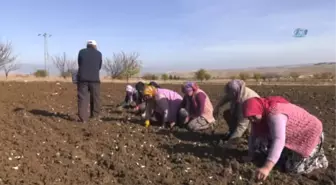 Marka Olma Hedefindeki Çaltı Sarımsağı İçin Tanıtım Festivali