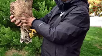 Burdur'da İlk Kez Balık Baykuşu Görüldü