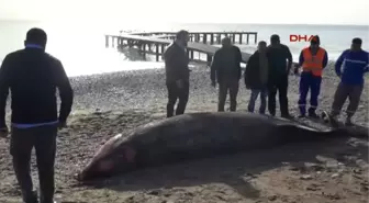 Antalya Kemer'de Sahile Balina Leşi Vurdu