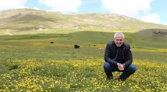 Karadeniz Yaylaları 'Yeşil Yol'la Bağlanıyor