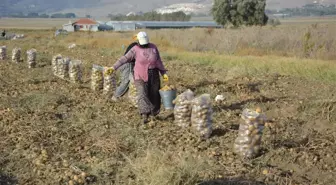 Patates Hasadı Sona Erdi