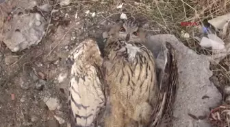 Tunceli Nesli Tükenmek Üzere Olan Puhu Kuşu, Elektrik Akımına Kapılarak Telef Oldu