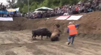 Adımlar Şampiyon Boğa İçin Atıldı