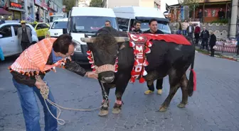 Artvin'de Şampiyon Boğaya Yoğun İlgi