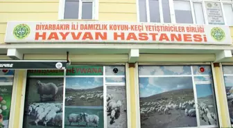 Tam Teşekküllü 'Hayvan Hastanesi'