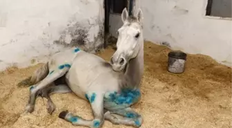 Toynağı Yerine Ayağına Çakılan Yanlış Çiviler, Atı Sakatladı