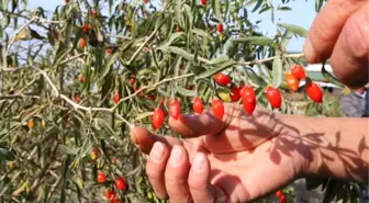 Hobi Olarak Goji Berry Üretmeye Başladılar, Şimdi Talebe Yetişemiyorlar