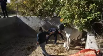 Boş Sulama Havuzuna Düşen At, 4.5 Saatte Kurtarıldı