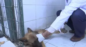 Felçli Köpek Su Borusu ve Kovayla Hayata Tutundu