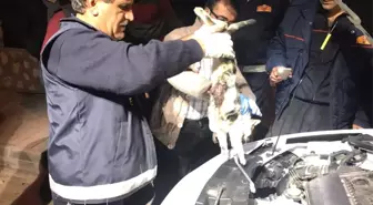 Motor Kısmına Sıkışan Kedi Uyutularak Kurtarıldı