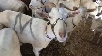 Balıkesir'de 2 Keçi ile Çobanlığa Başlayan Muhtar Binlerce Keçi ve Oğlak Yetiştirdi