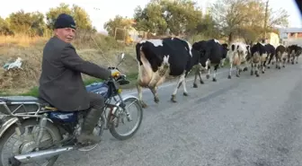 Burhaniye'de Motosikletli İnek Çobanı