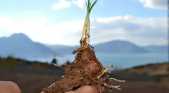 Eğirdir'in Yeni, Alternatif Tarım Ürünü; 'Safran'