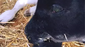 Görme Bozukluğu Olan Buzağı Erü'de Tedaviye Alındı