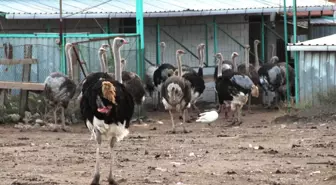 Deve Kuşu Yumurtasının Tanesi Bakın Ne Kadar ?