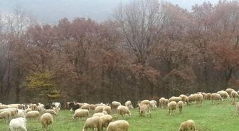 Kırklareli'den Körfez Ülkelerine Karkas Kıvırcık Kuzusu İhracatı