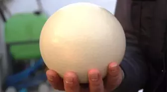 Hobi Olarak Başladı, Siparişlere Yetişemiyor! Deve Kuşu Yumurtasının Tanesi 120 TL!